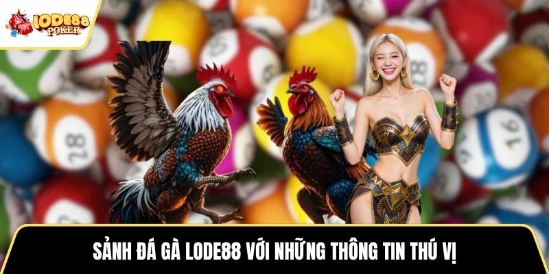 Sảnh đá gà LODE88 với những thông tin thú vị